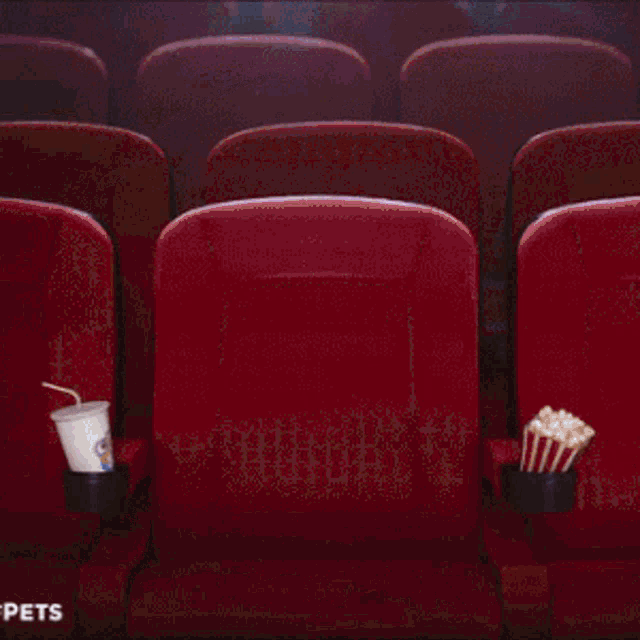 a dog and a cat are playing in a movie theater