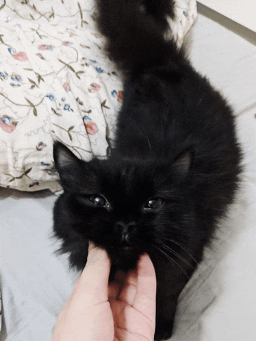 a person petting a black cat on a bed with a floral comforter