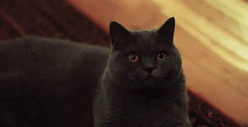 Cat Squinting GIF - Cat Squinting What Do You Mean GIFs