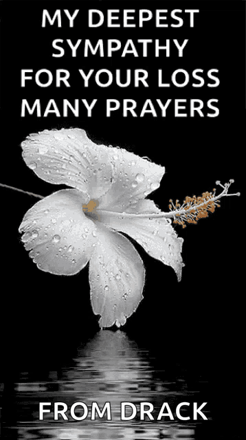 a white flower with water drops on it and the words " my deepest sympathy for your loss many prayers "