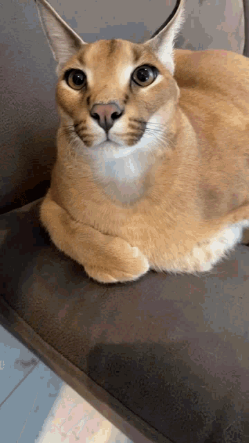 Big Floppa Caracal GIF - Big Floppa Caracal Cat GIFs