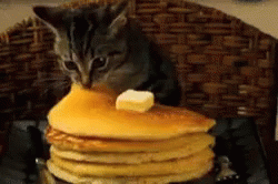 Nom Nom Nom GIF - Cats Nom Pancakes GIFs
