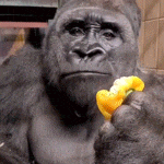 a gorilla is eating a piece of fruit and looking at the camera