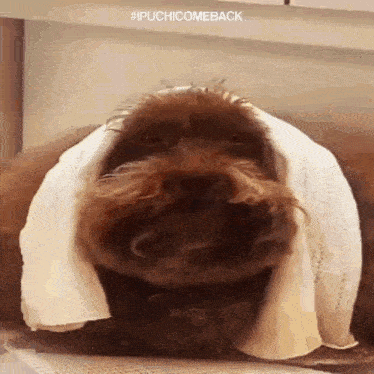 a brown dog is wrapped in a white towel