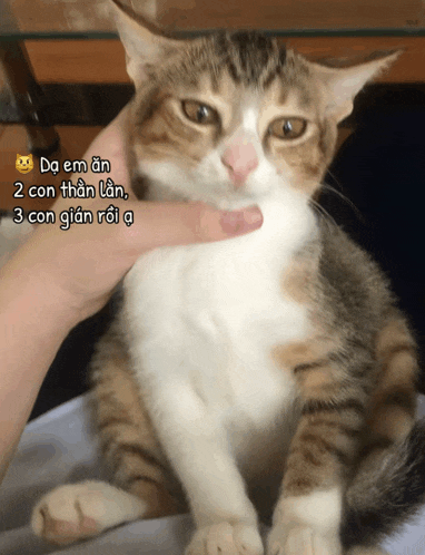 a cat is being petted by a person with a caption that says da em an 2 con than lan