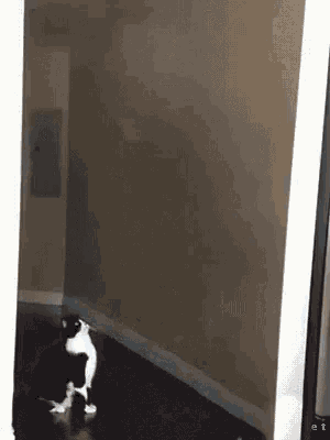 Ufo Cat GIF - Ufo Cat Caught GIFs