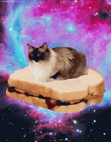 Funny Animals Peanut Butter And Jelly Sandwich GIF - Funny Animals Peanut Butter And Jelly Sandwich Space Cat GIFs