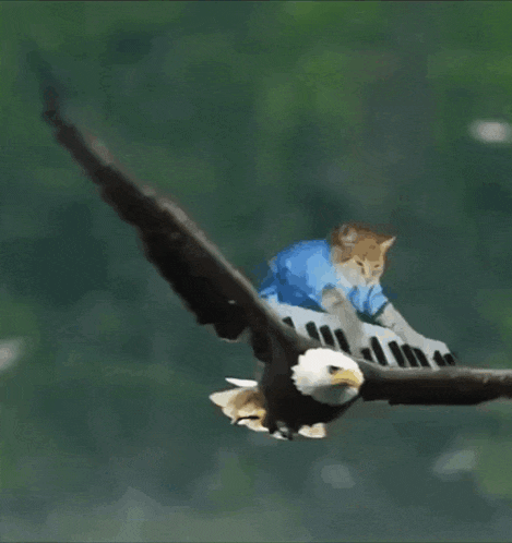 a cat in a blue shirt is flying with an eagle on its back