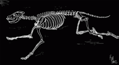 Skeleton Wolf GIF - Skeleton Wolf Running GIFs