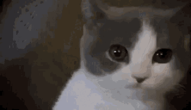 Kkoongie Confused Cat GIF - Kkoongie Confused Cat Kitten GIFs