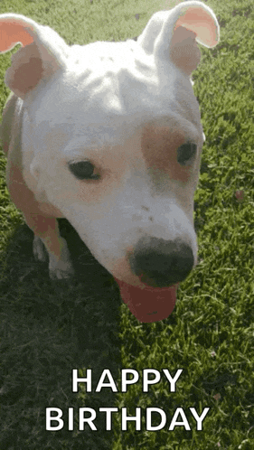 a white dog standing in the grass with its tongue hanging out and the words happy birthday written below it