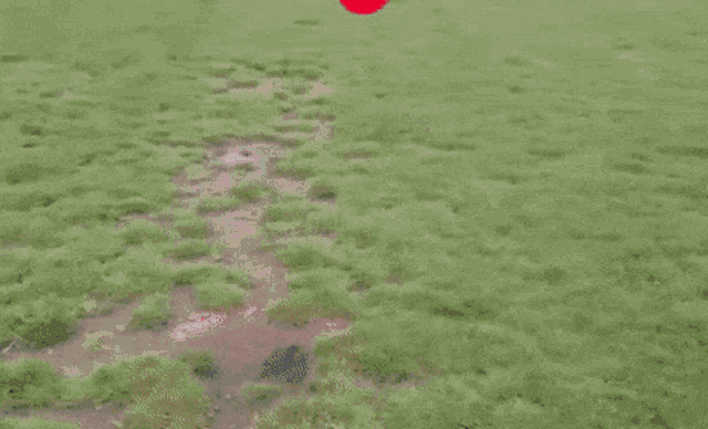 a red ball is flying through the air in a field
