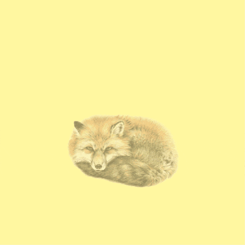 a fox is curled up on a yellow background with red circles around it