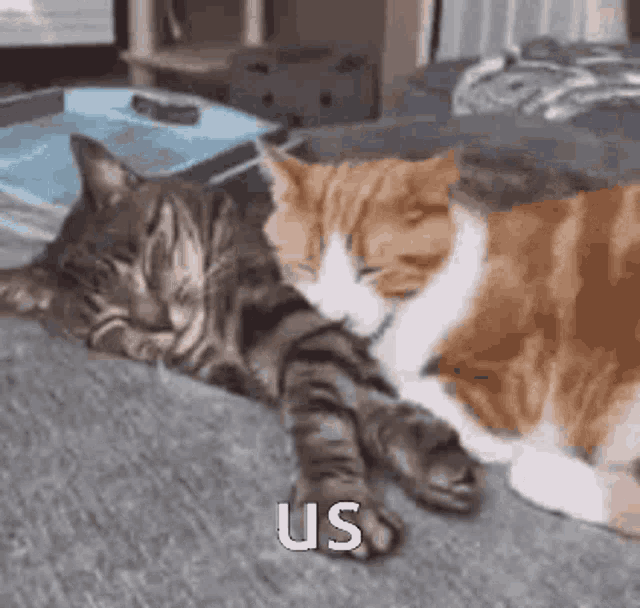 Cute Cats Cuddling GIF - Cute Cats Cuddling Cute Cat GIFs