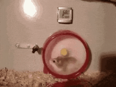 a hamster is running on a hamster wheel in a hamster cage .