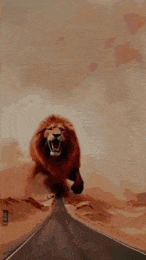 a lion is running down a road in the desert .