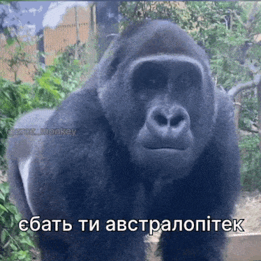 a gorilla standing in front of a fence with a caption in another language