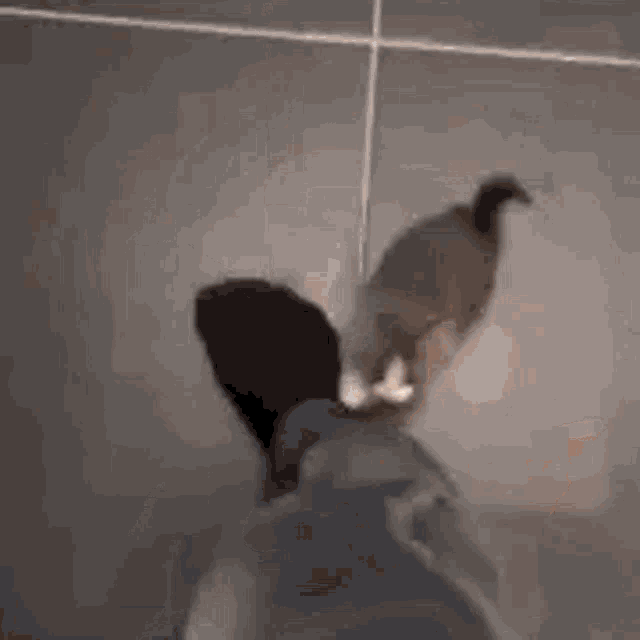 Neckmeat Cat Leg GIF - Neckmeat Cat Leg Cat Climbing Leg GIFs