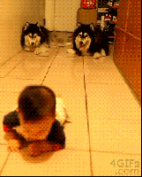 a baby is crawling in front of two husky dogs that are laying on the floor