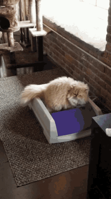 a cat is laying on a purple and white box