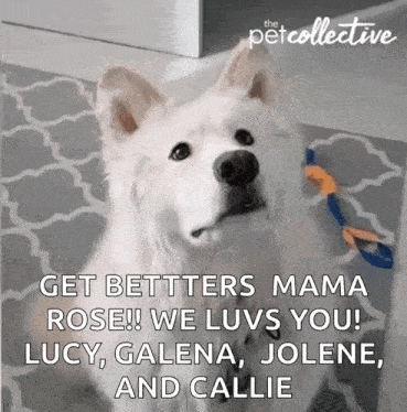 a white dog with the words get betters mama rose written on it