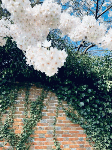 Spring Time GIF - Spring Time Its GIFs