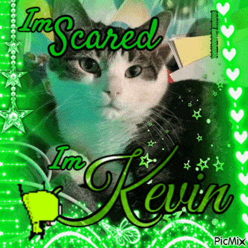 a picture of a cat with the words im scared im kevin