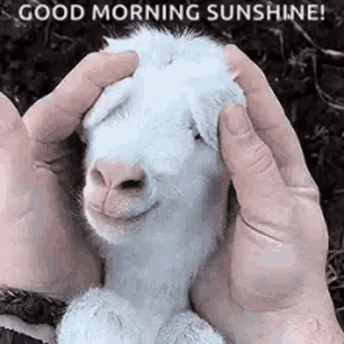 Good Morning Goat GIF - Good Morning Goat GIFs