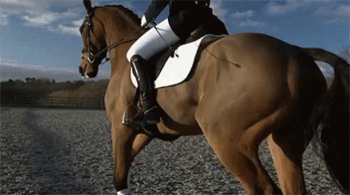 Horse Horse Riding GIF - Horse Horse Riding Lets Go GIFs