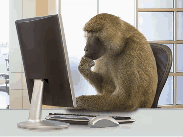 a monkey sits at a desk looking at a computer screen