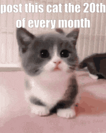 a gray and white kitten is sitting on the floor with a caption that says post this cat the 20th of every month