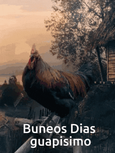 a rooster standing on a fence with the words buenos dias guapisimo written below it