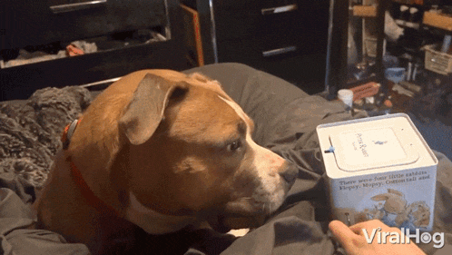 a dog is looking at a box that says " there were four little golden rabbits " on it