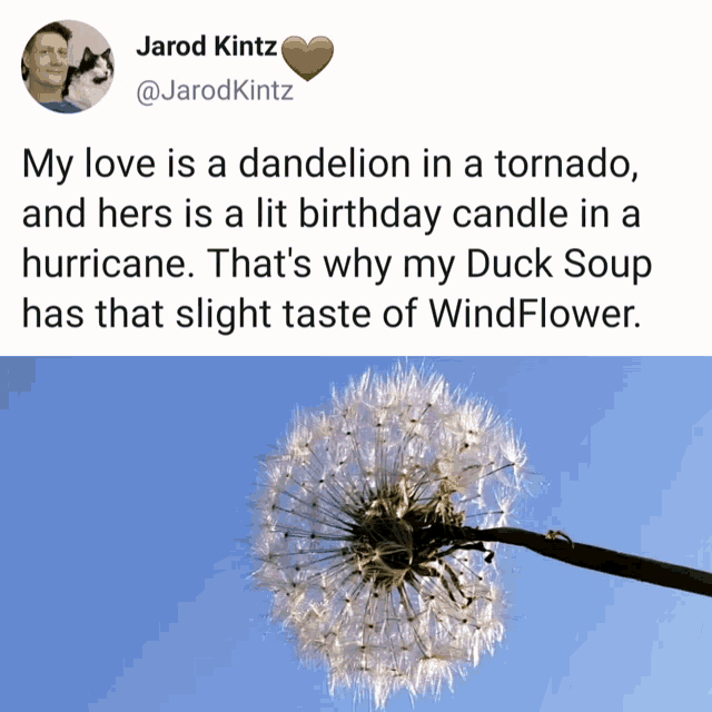 Love Dandelion GIF - Love Dandelion Duck Soup GIFs