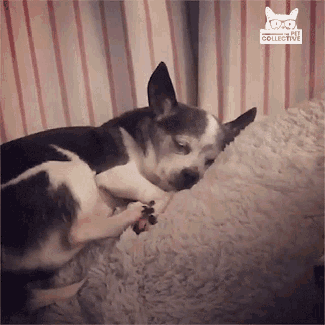 Dead Tired Exhausted GIF - Dead Tired Exhausted Dog GIFs