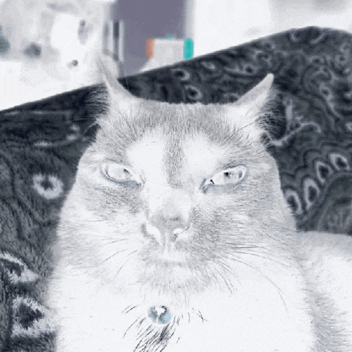 a close up of a cat laying on a bed