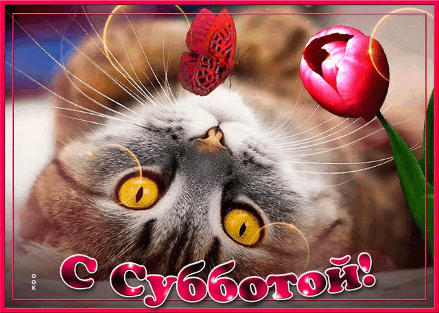 a picture of a cat with a butterfly on its nose and the words " c cyb6oton " below it