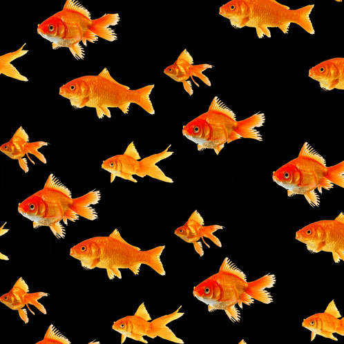 a bunch of goldfish are swimming in a circle on a black background