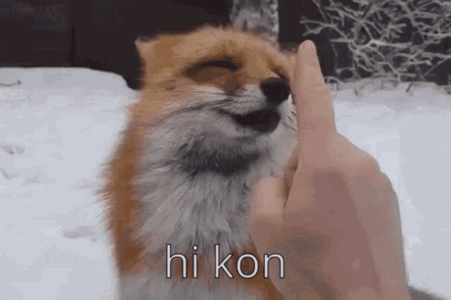 Kon Hi GIF - Kon Hi Hi Kon GIFs