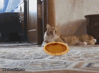 a cat looking at a pie that is on the floor
