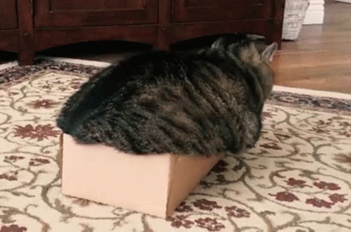 Curves Fat Cat GIF - Curves Fat Cat Box GIFs