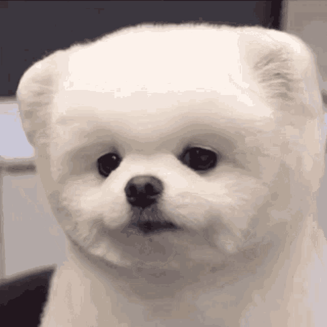 Cute Dog Cute Puppy GIF - Cute Dog Cute Puppy GIFs