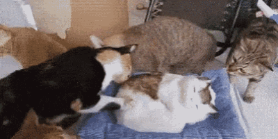 a group of cats are laying on a blue blanket .