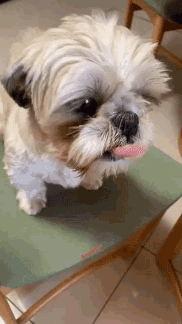Lick Lips Cute GIF - Lick Lips Cute Puppy GIFs
