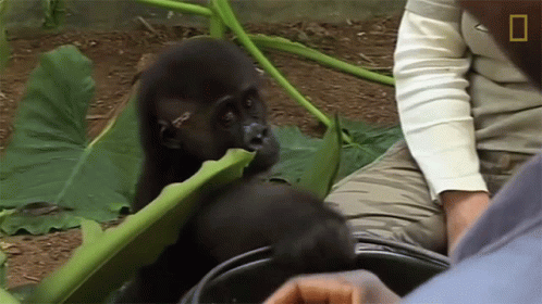 Eating How One Orphaned Gorilla Inspired Her To Save Hundreds More GIF - Eating How One Orphaned Gorilla Inspired Her To Save Hundreds More World Gorilla Day GIFs