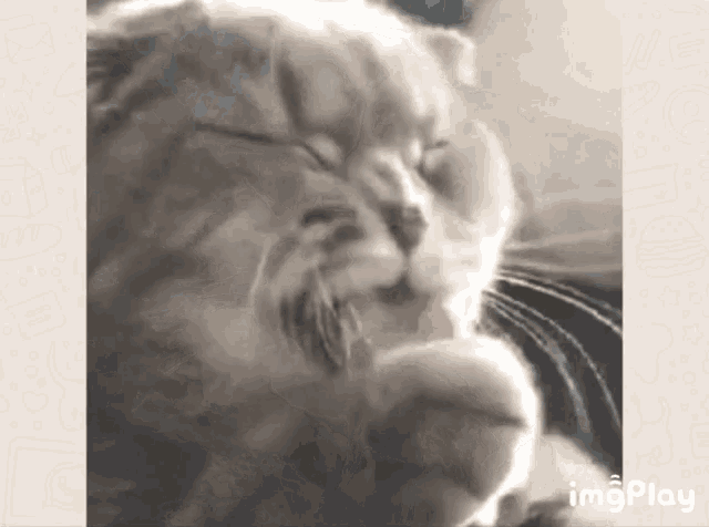 a close up of a cat 's face with the words imgplay written below it