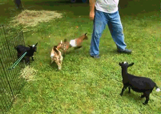 Lol This Just Makes Me Want Some GIF - Kicked Energetic Goat GIFs