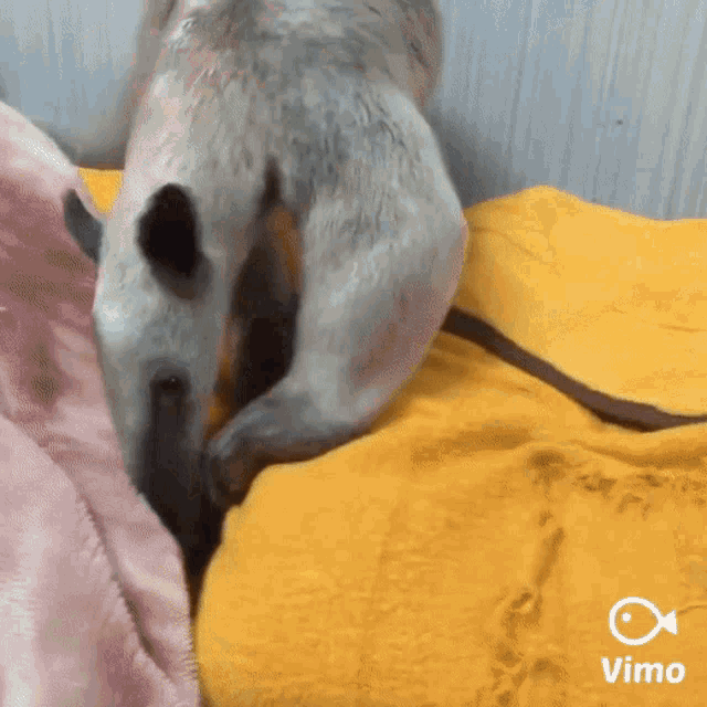 a dog is laying on a bed with a yellow blanket and a vimeo logo in the corner