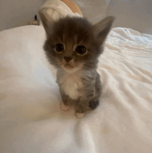 a small kitten is sitting on a white blanket and looking at the camera
