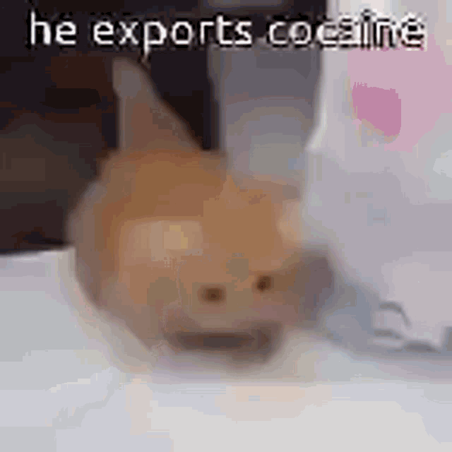 a cat is sitting on a table with a knife in its mouth and the words `` he exports cocaine '' written on it .